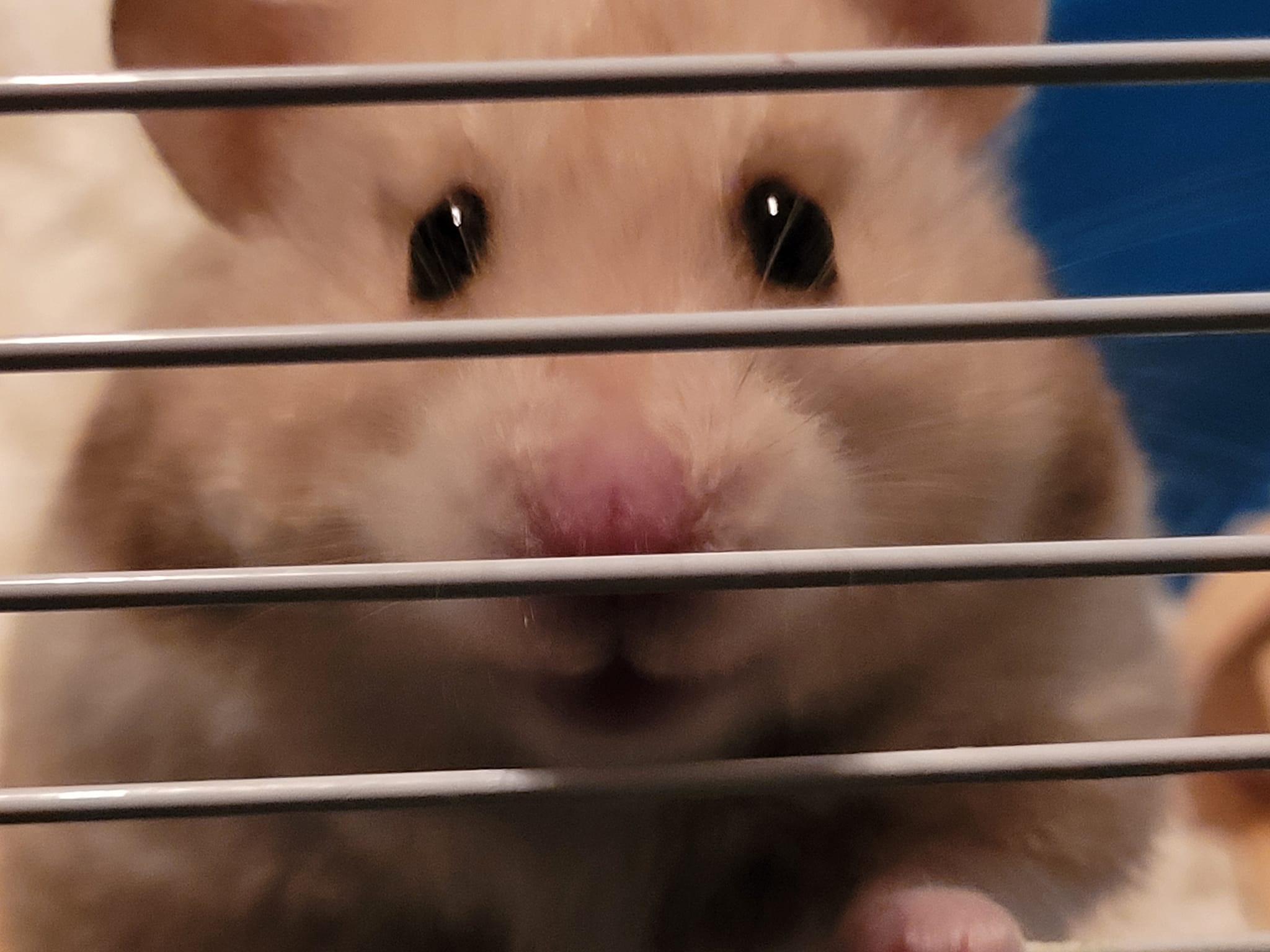 Sniffie