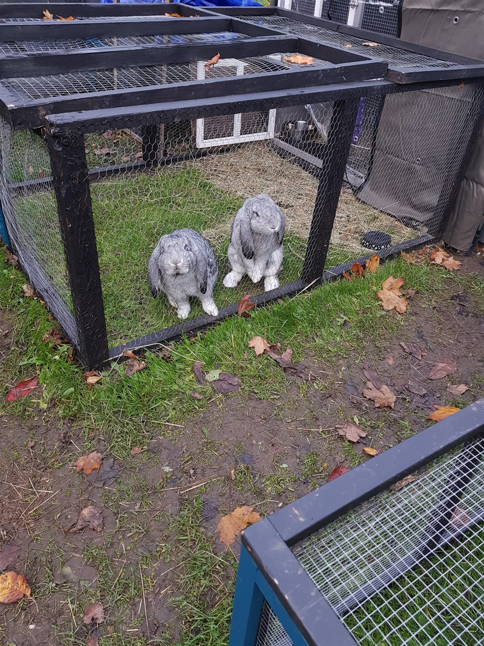 Ross and Monica - huge bunnies, beautiful!